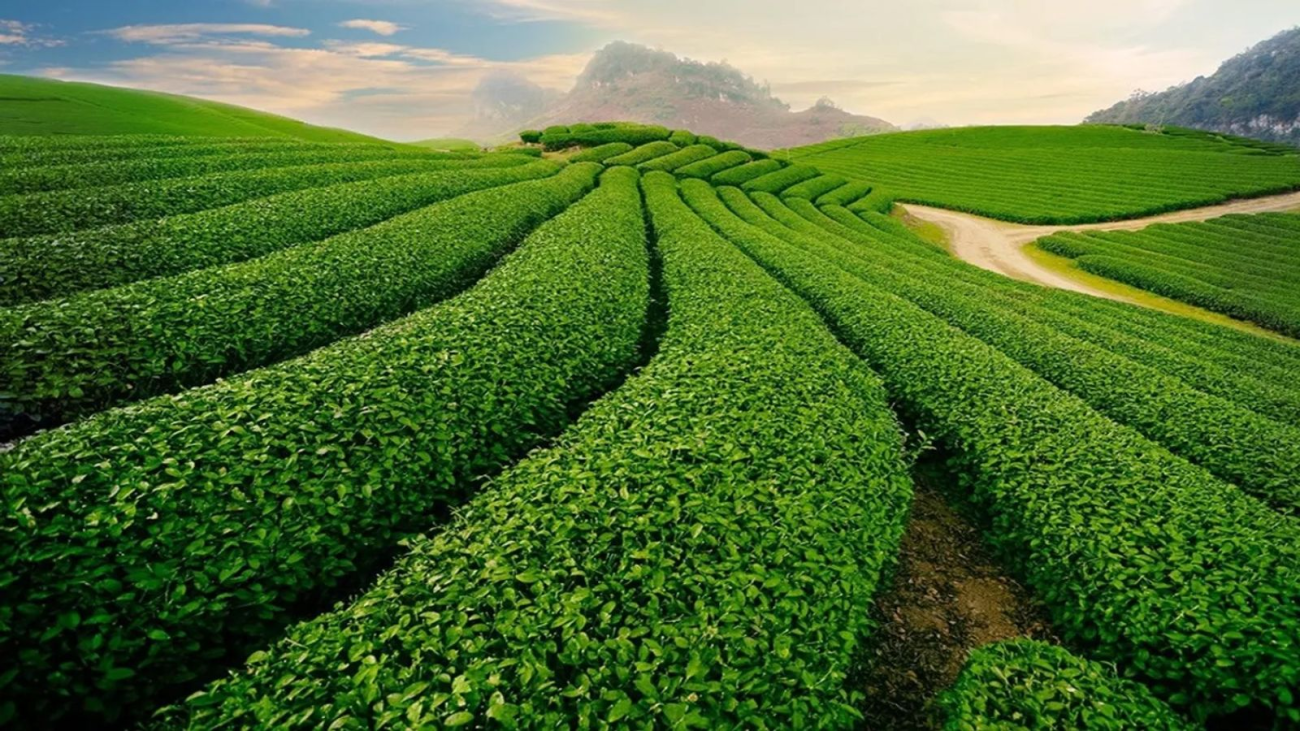 du-lich-moc-chau-cuoi-thang-4