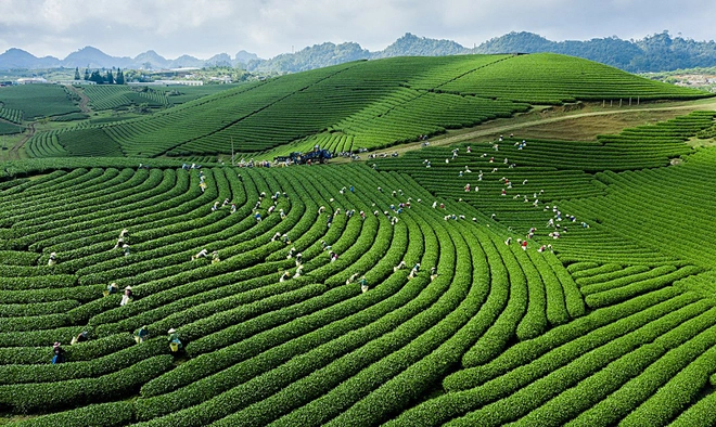 du-lich-moc-chau-cuoi-thang-4
